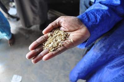 Hand holding grains - AGI Food Security
