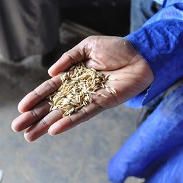 Hand holding grains - AGI Food Security